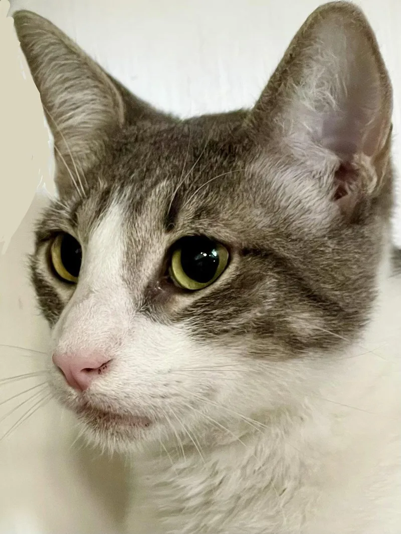 A young medium-sized male Gray & White Domestic Short Hair cat named Jasper for adoption in Oakland, CA