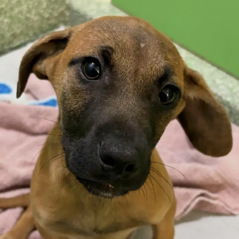A baby small-sized male Brown / Chocolate Plott Hound dog named Doodlebob for adoption in Calverton, NY