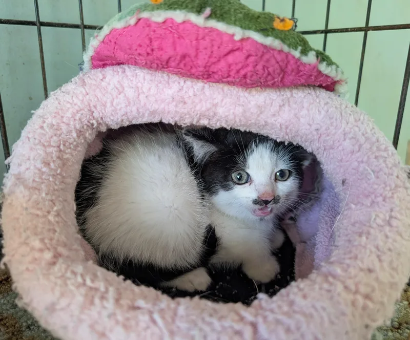 A baby small-sized female Tuxedo cat named Zappa for adoption in Somerset, KY