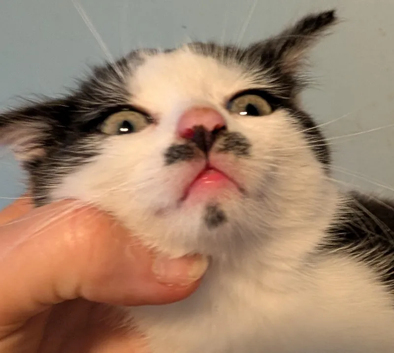 Zappa thumbnail 2