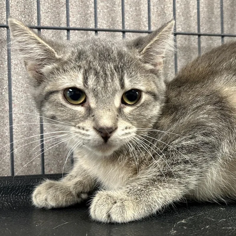 A baby small-sized female Gray / Blue / Silver Domestic Short Hair cat named Nina Holiday is at for adoption in St Joseph, MO
