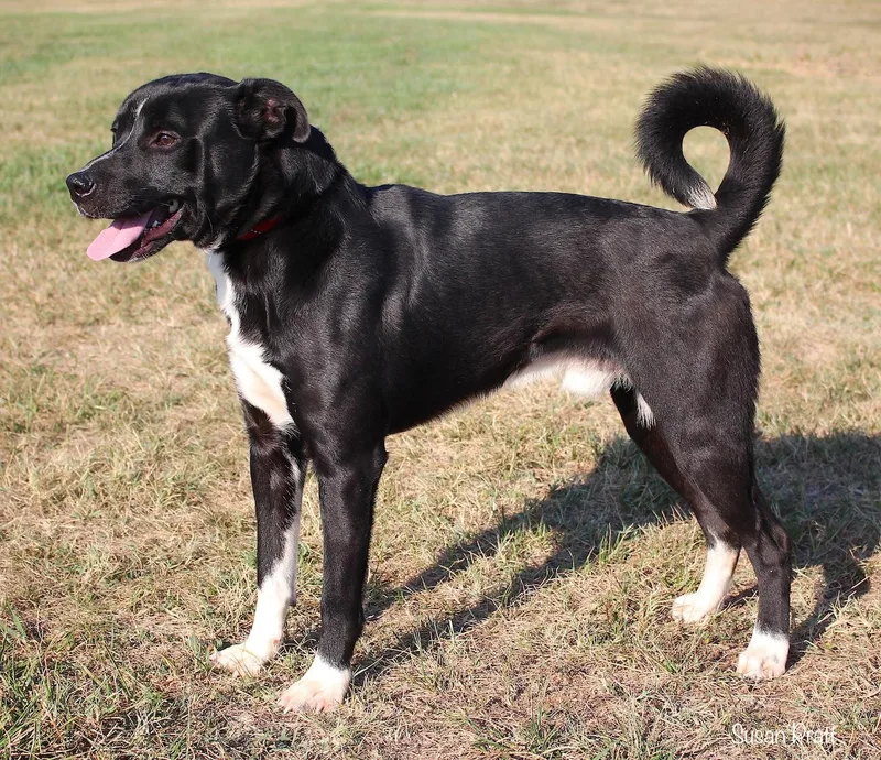 An adult medium-sized male Labrador Retriever dog named LeBron James for adoption in Bedford, VA