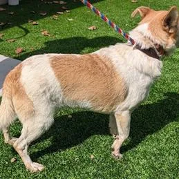 An adult small-sized male Chihuahua dog named Skippy for adoption in Fairfax, VA
