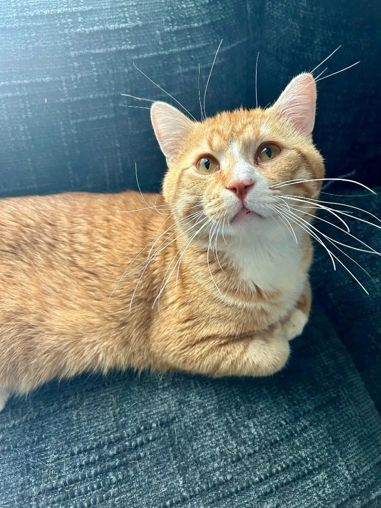 A young medium-sized male Domestic Short Hair cat named Simba for adoption in Minneapolis, MN