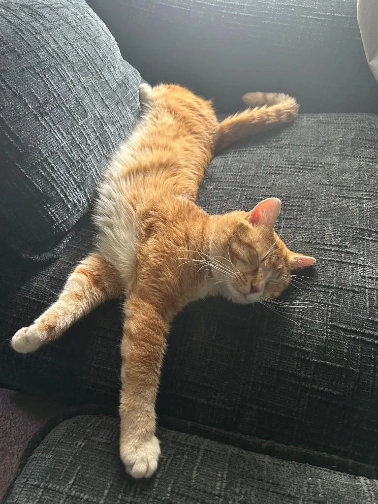 Simba thumbnail 3