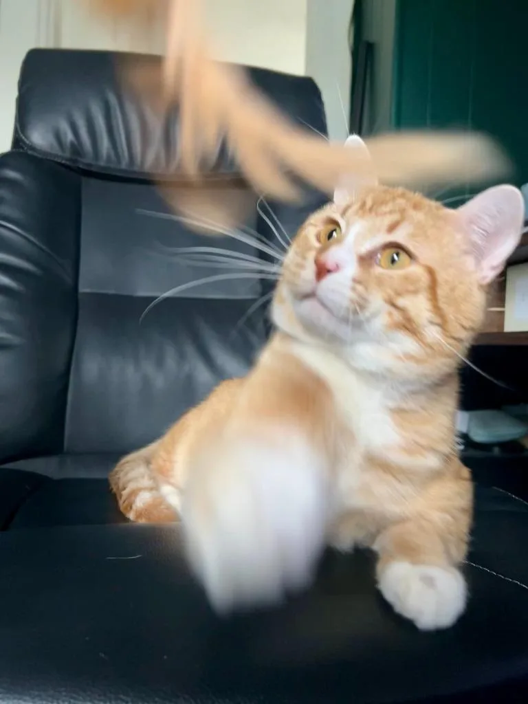 Simba thumbnail 6