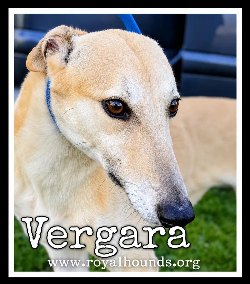 An adult large-sized female Yellow / Tan / Blond / Fawn Greyhound dog named Vergara for adoption in Seattle, WA