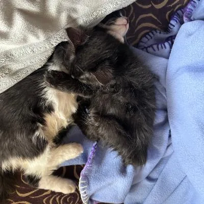 A baby medium-sized male Black Domestic Short Hair cat named Bruce and Timothy for adoption in Mokena, IL