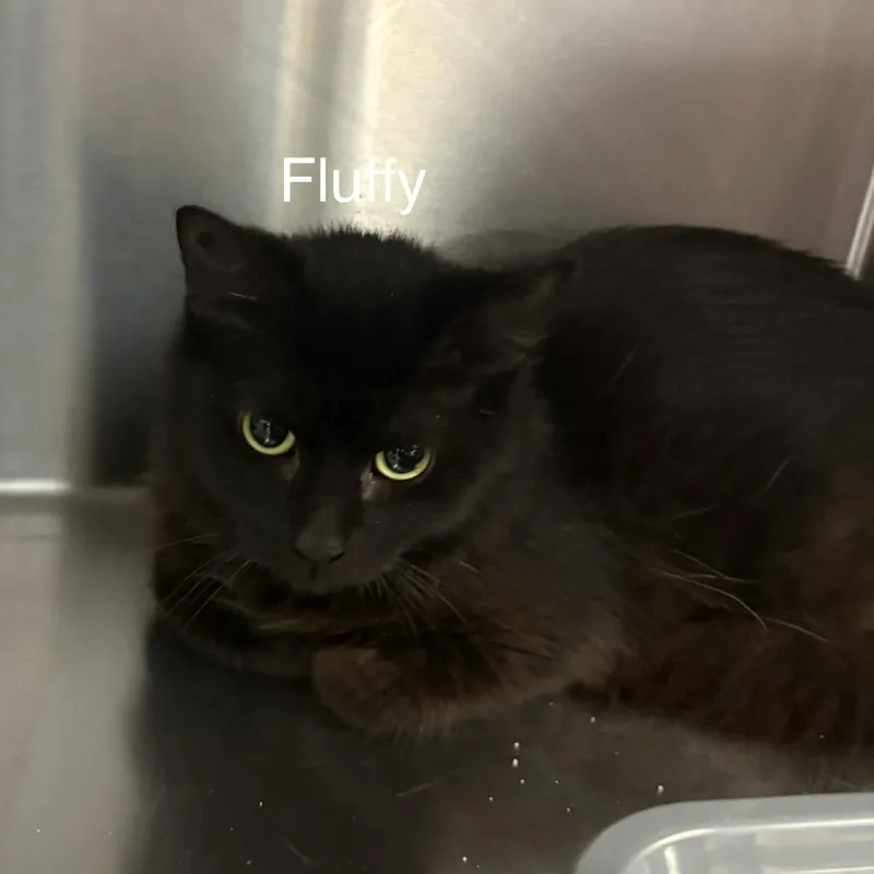 Fluffy