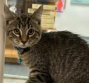 A baby medium-sized male Domestic Short Hair cat named That for adoption in Shoreline, WA