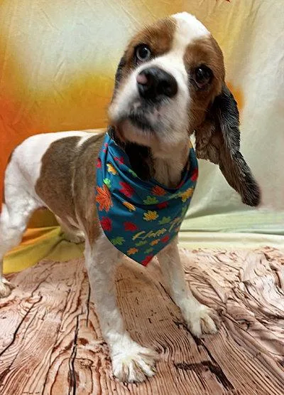 A young medium-sized male Cocker Spaniel dog named Roux for adoption in Arlington, VA