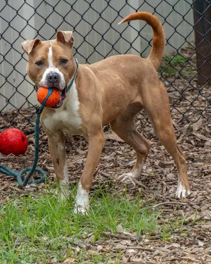An adult medium-sized male Mixed Breed dog named Timber for adoption in Chamblee, GA