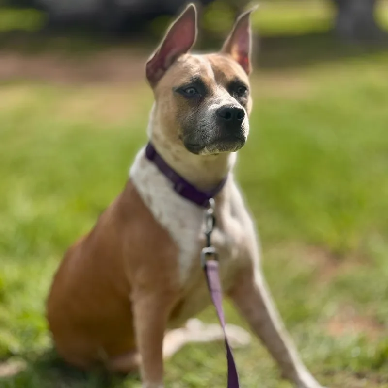 A young medium-sized male Brown / Chocolate Mixed Breed dog named Axel for adoption in Bastrop, TX