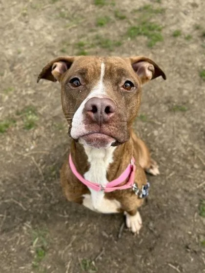 An adult large-sized female Mixed Breed dog named Cinnamon for adoption in West Chester, PA