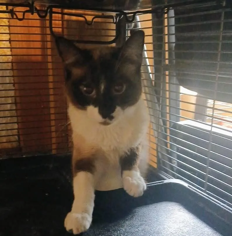 Smudge