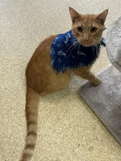 A young medium-sized male Domestic Short Hair cat named Chandler $ for adoption in Seneca, SC
