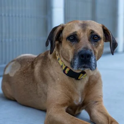 An adult large-sized female Brown / Chocolate Mixed Breed dog named Hunni for adoption in Atlanta, GA