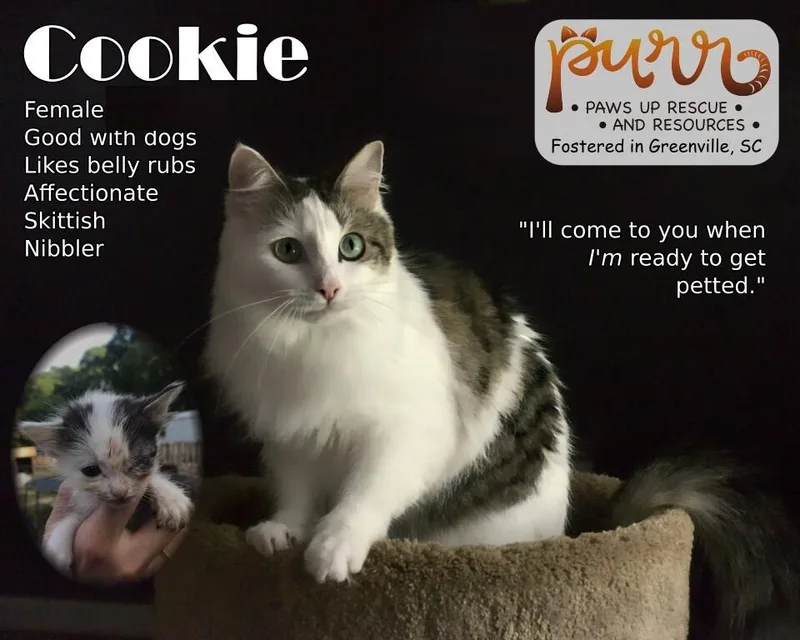 Cookie L. thumbnail 2
