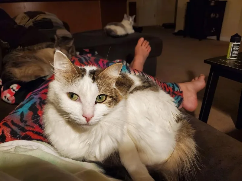 Cookie L. thumbnail 3