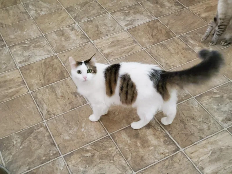 Cookie L. thumbnail 4