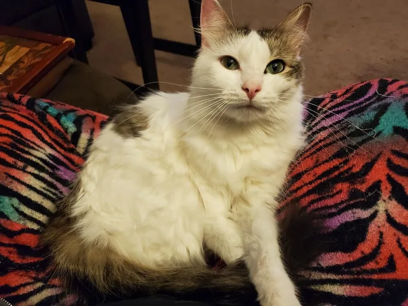 Cookie L. thumbnail 5