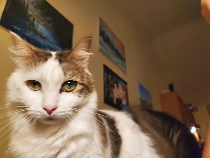 Cookie L. thumbnail 6