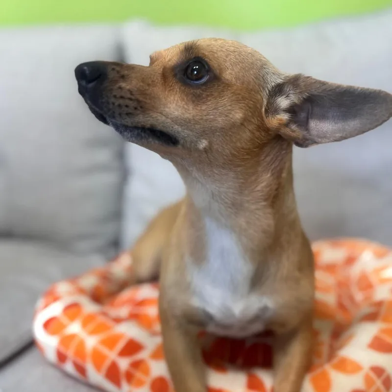 Baby Shark thumbnail 2