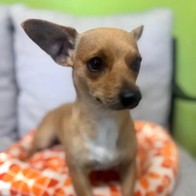 Baby Shark thumbnail 3