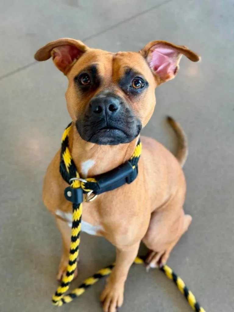 A young medium-sized female Boxer dog named Hazel for adoption in Hartsville, SC
