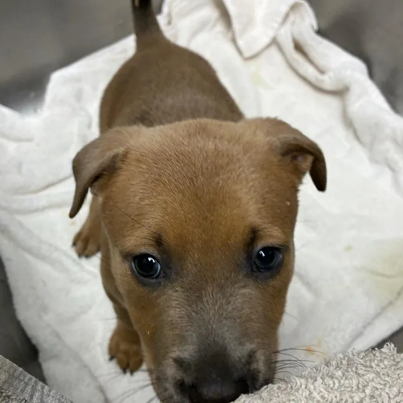A baby small-sized female Apricot / Beige Pit Bull Terrier dog named Chacha for adoption in Birmingham, AL