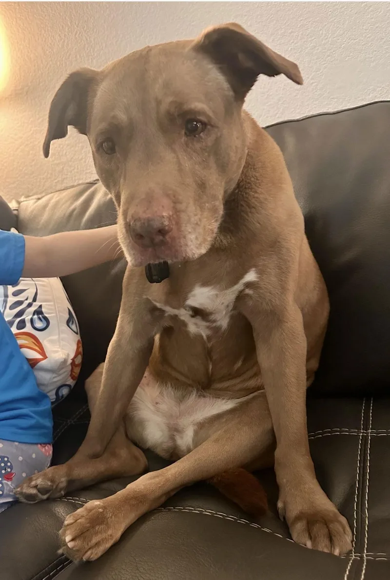 Courtesy; Hazle thumbnail 2