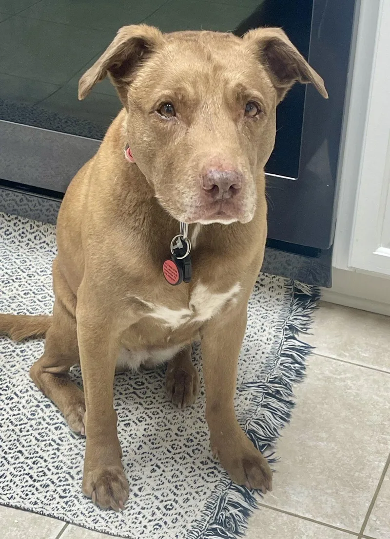 Courtesy; Hazle thumbnail 3