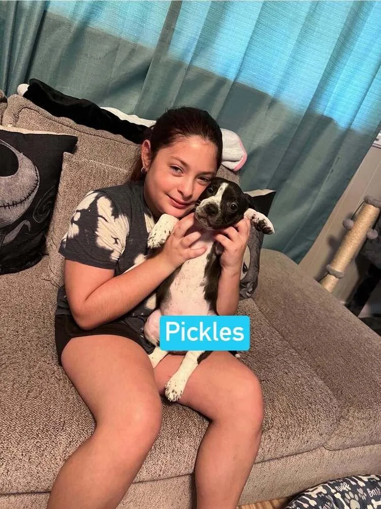 A baby small-sized male Tricolor (Brown, Black, & White) Labrador Retriever dog named Pickles for adoption in Silsbee, TX