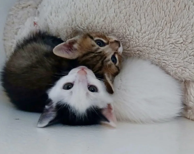 Zeke & Yaz thumbnail 2