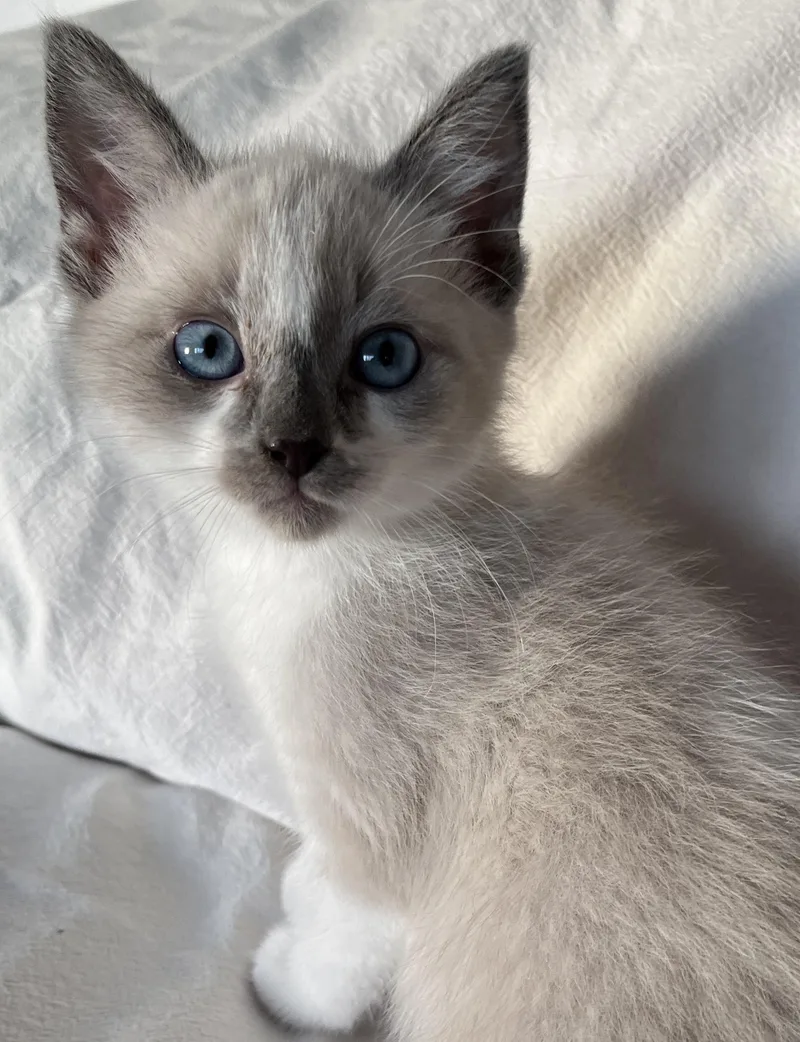 A baby medium-sized male Snowshoe cat named Calvin for adoption in Hood RIver, OR