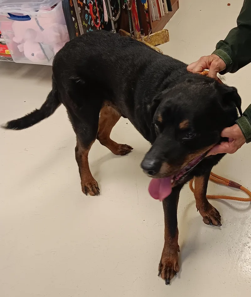 An adult large-sized male Rottweiler dog named Koda for adoption in Springfield, OH