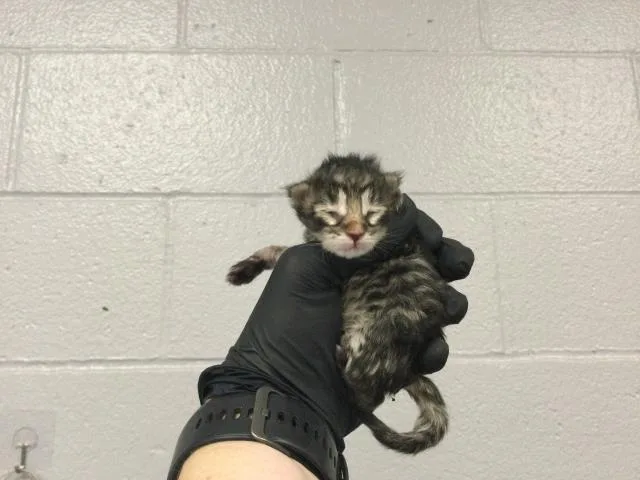 A baby small-sized female Domestic Short Hair cat named A for adoption in Thousand Palms, CA