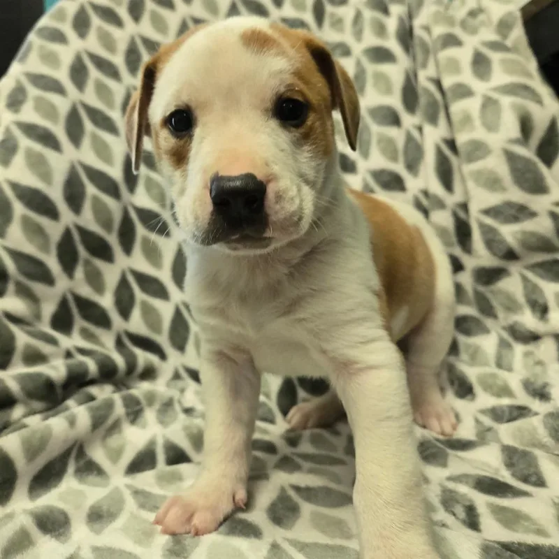 A baby small-sized male White / Cream Mixed Breed dog named Dex for adoption in Spruce Pine, NC