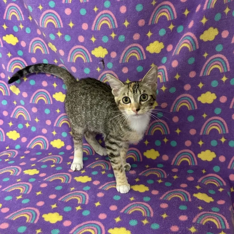 A baby small-sized female Calico Domestic Short Hair cat named Sugar for adoption in Newberg, OR