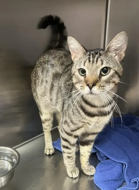 A young small-sized male Bengal cat named Tiger for adoption in Norco, CA