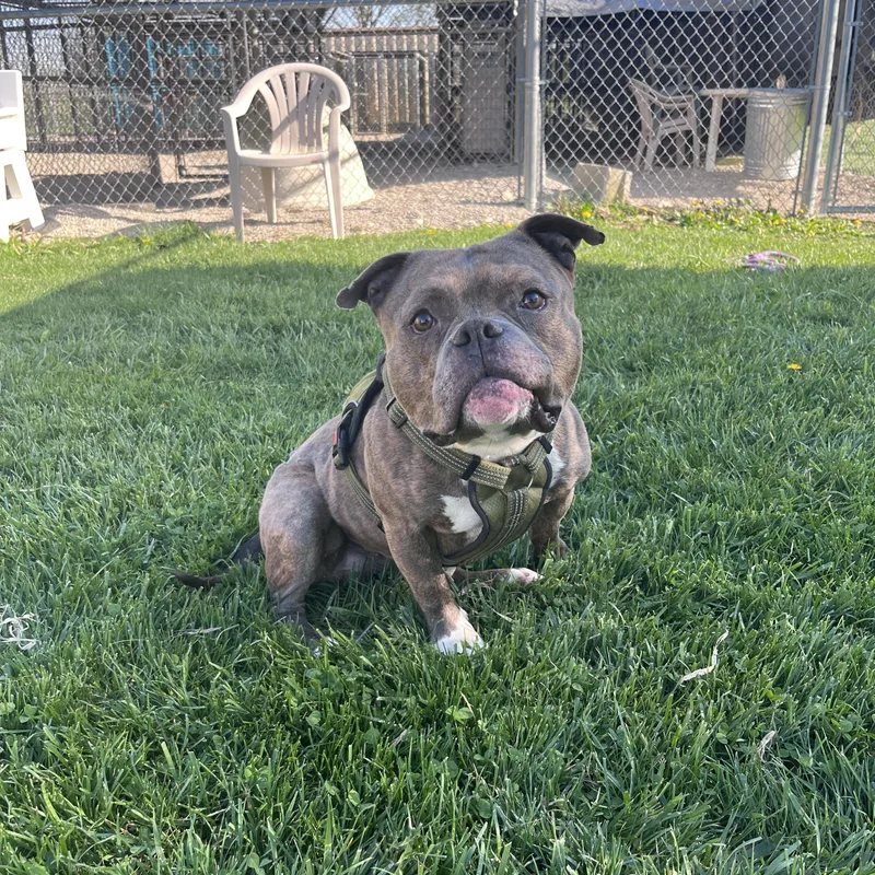 An adult large-sized male Brindle American Bully dog named Dumont for adoption in West Jefferson, OH