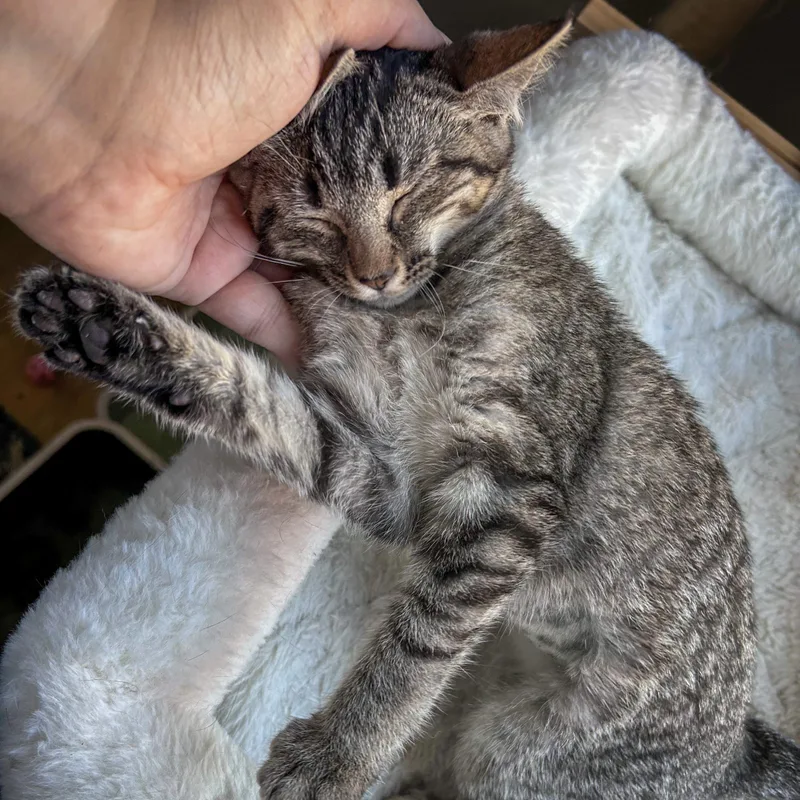 A baby small-sized female Tabby (Gray / Blue / Silver) Domestic Short Hair cat named Snappy for adoption in Fishers, IN
