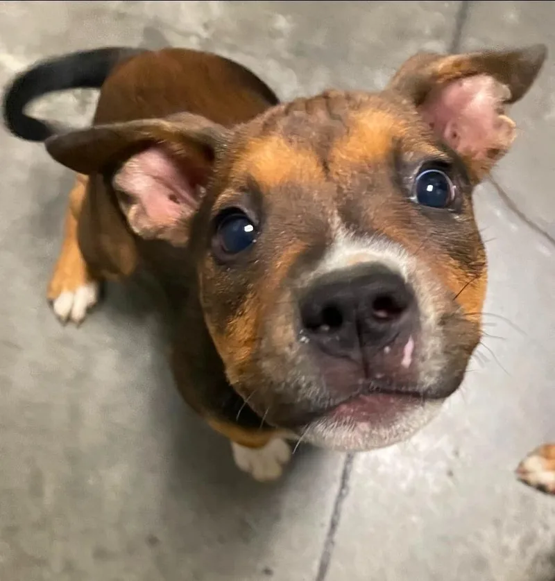 A baby medium-sized female Mixed Breed dog named Ellie for adoption in Henderson, NC