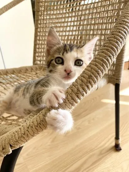 A baby small-sized female Domestic Medium Hair cat named ‘Ilima for adoption in Honolulu, HI