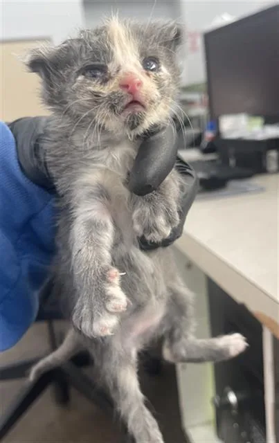A baby medium-sized female Domestic Short Hair cat named Birdy for adoption in Dallas, TX