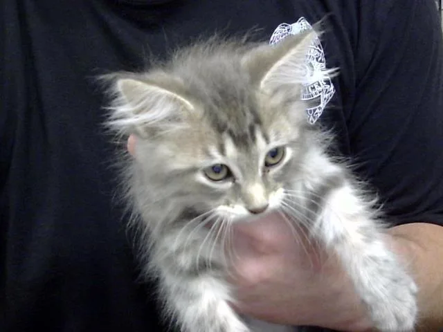 A baby small-sized male Domestic Long Hair cat named A for adoption in Pasadena, TX