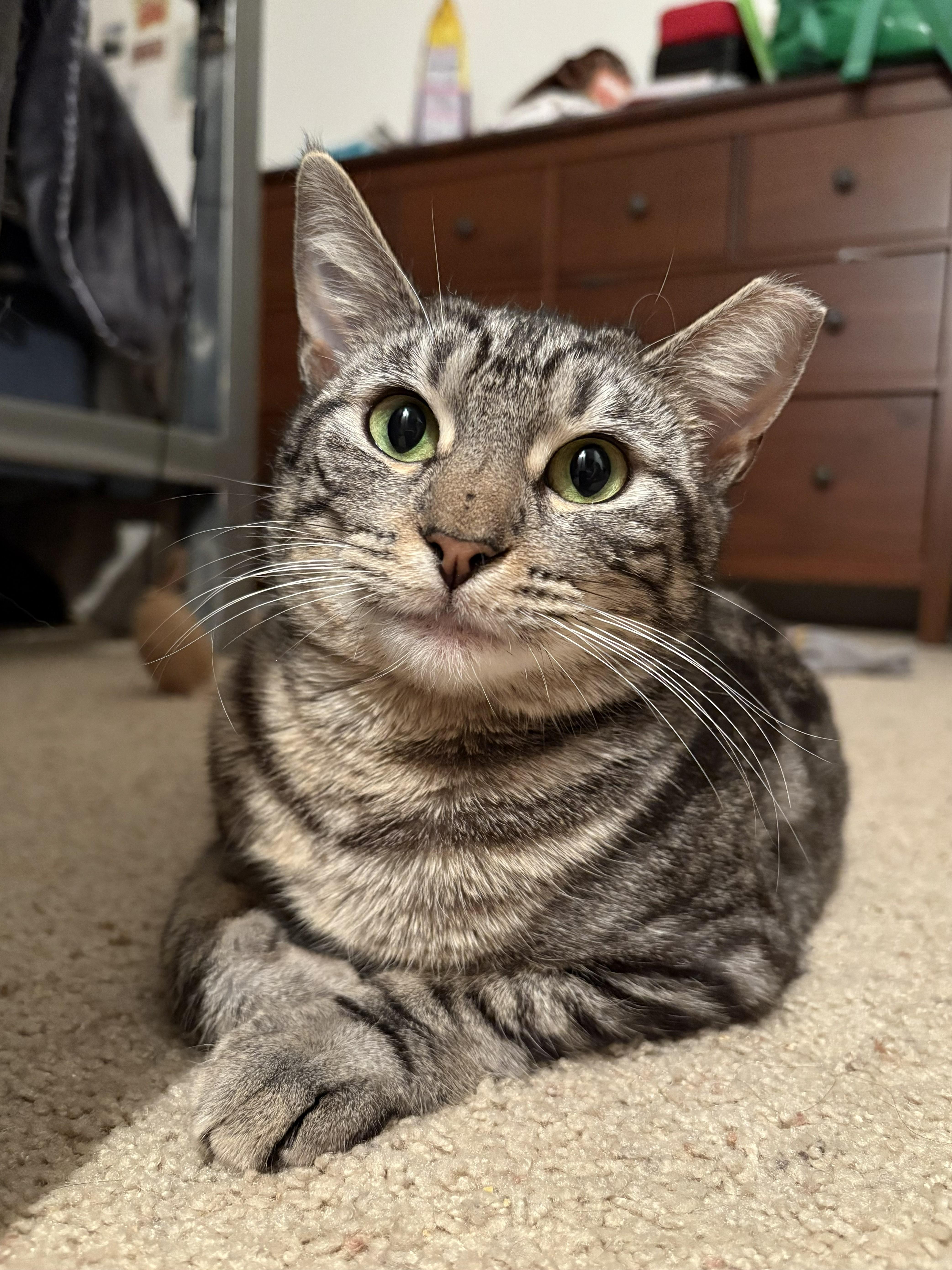 A young medium-sized female Tabby (Gray / Blue / Silver) Domestic Short Hair cat named Pigeon for adoption in Covina , CA