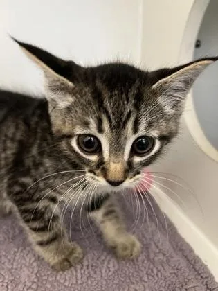 A baby small-sized male Domestic Short Hair cat named Oleander for adoption in Fairfax, VA
