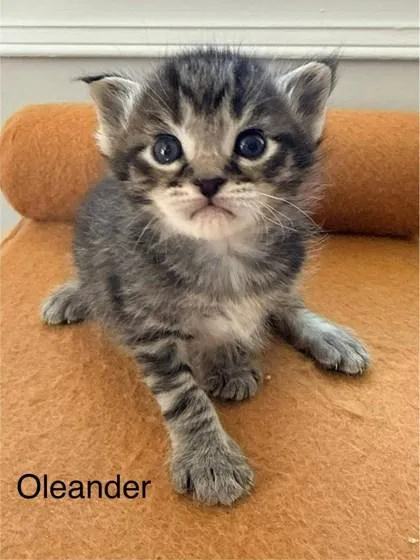 Oleander thumbnail 3