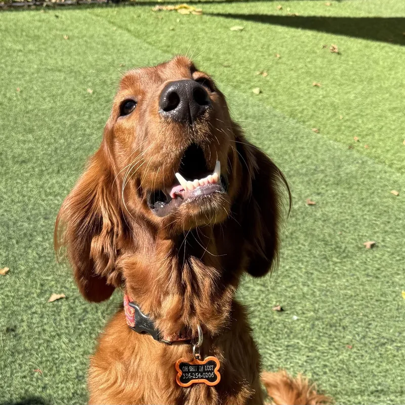 A young large-sized male Irish Setter dog named Seamus for adoption in High Point, NC